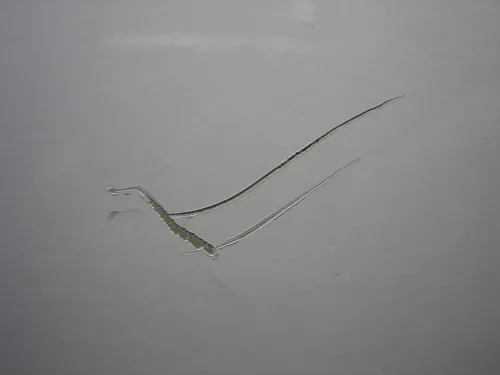 IMG_0161.JPG IMG_0161.JPG